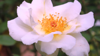 Thumbnail of post image 135