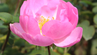 Thumbnail of post image 146