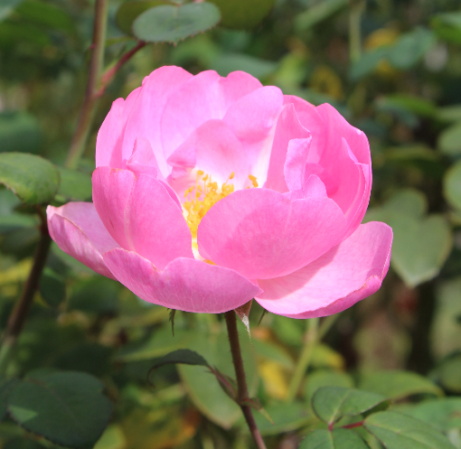 ピンク系バラ スカイラーク