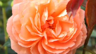 Thumbnail of post image 161