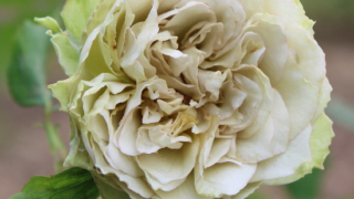 Thumbnail of post image 035