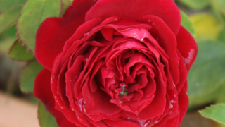 Thumbnail of post image 052