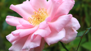 Thumbnail of post image 181