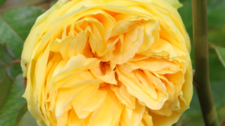 Thumbnail of post image 056