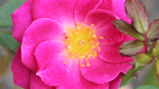 Thumbnail of post image 145