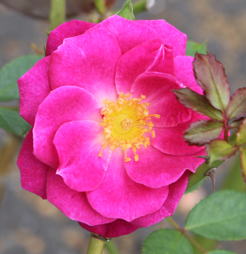 紫のバラ・ピンク系バラ ムーディ ドリーム