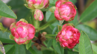 Thumbnail of post image 001