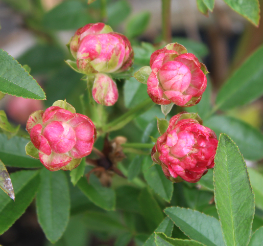 赤系バラ ラディッシュ