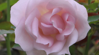 Thumbnail of post image 198