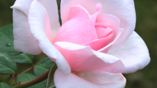 Thumbnail of post image 190