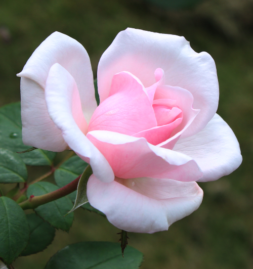 ピンク系バラ プチ トリアノン