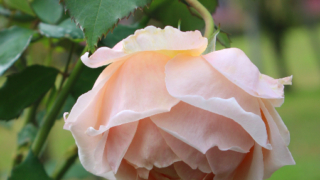 Thumbnail of post image 094