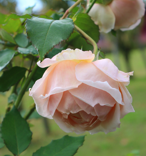 香りバラ・ピンク系バラ あきつしま
