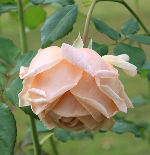 香りバラ・ピンク系バラ あきつしま