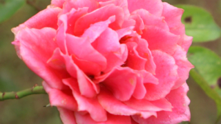 Thumbnail of post image 171