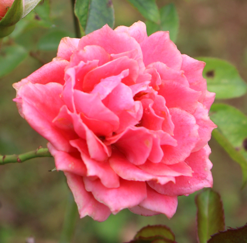 オレンジ系バラ チアガール