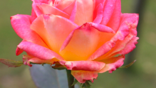 Thumbnail of post image 081