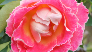 Thumbnail of post image 140