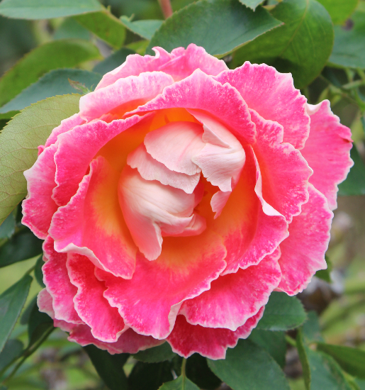 ピンク系バラ ピンクレディラッフル