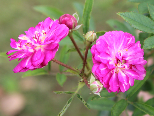 紫のバラ ひこぼし