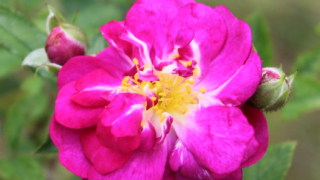 Thumbnail of post image 090