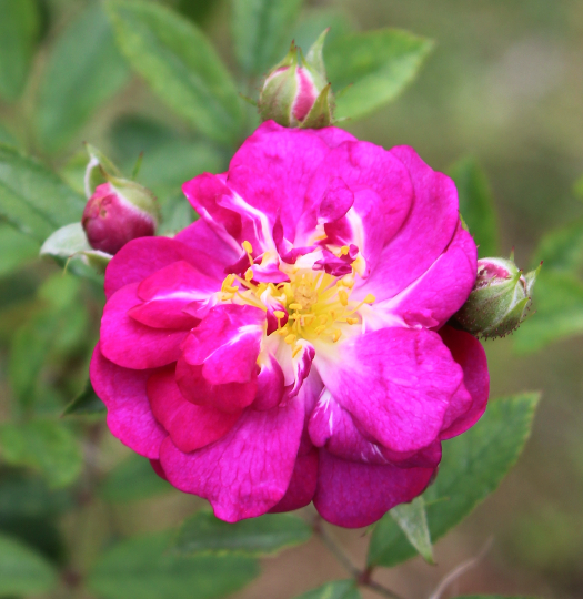 紫のバラ ひこぼし