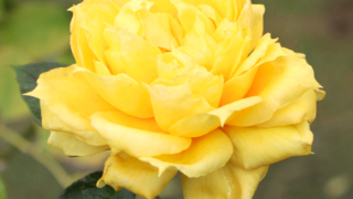 Thumbnail of post image 121