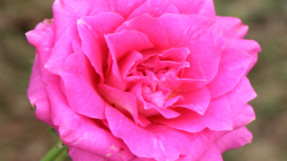 Thumbnail of post image 077