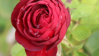 Thumbnail of post image 128