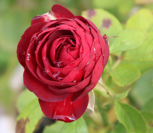 赤系バラ ガーネット ジェム