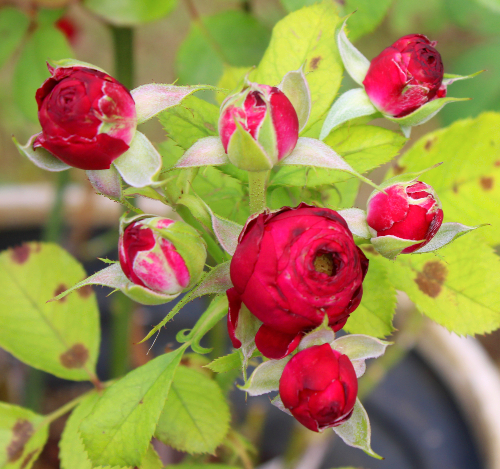 赤系バラ ガーネット ジェム