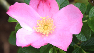 Thumbnail of post image 123