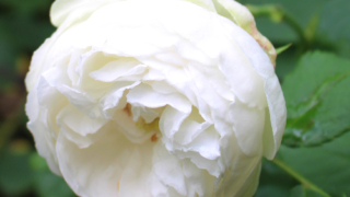 Thumbnail of post image 027