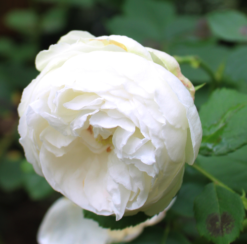 白系バラ ルイズ ダルザン