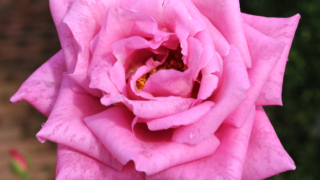 Thumbnail of post image 089