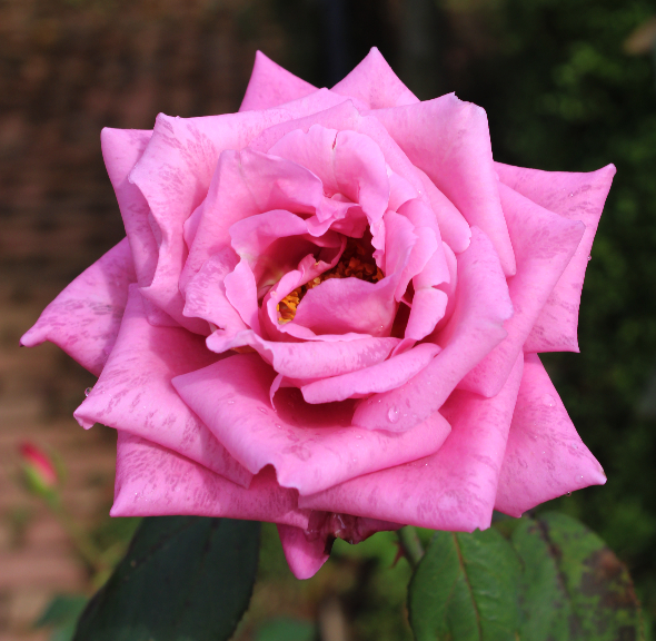 紫のバラ エミネンス