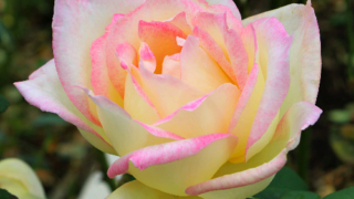 Thumbnail of post image 119