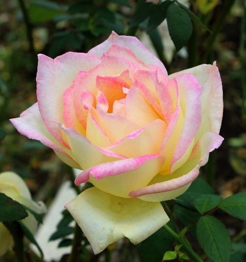 ピンク系バラ マダムヒデ