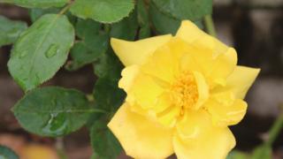 Thumbnail of post image 121