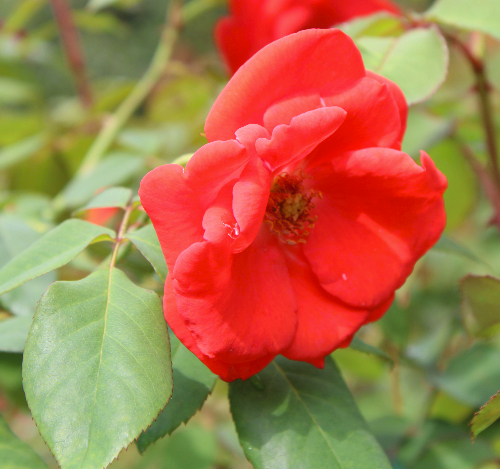 赤系バラ ビショフスタットパダーボーン