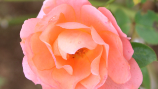 Thumbnail of post image 199