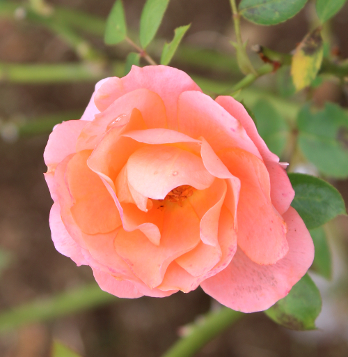 ピンク系バラ 夢で逢えたら