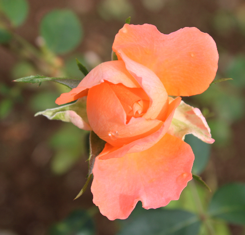 ピンク系バラ 夢で逢えたら