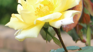 Thumbnail of post image 186