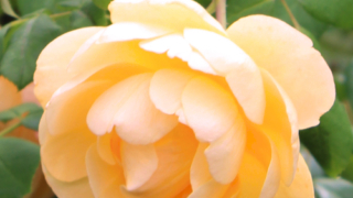 Thumbnail of post image 005