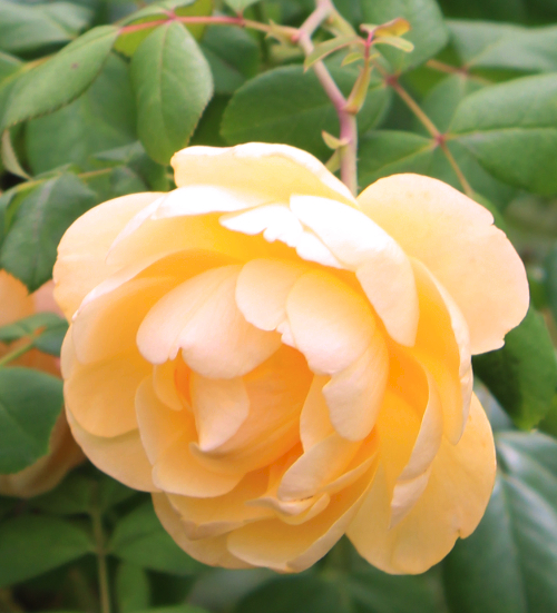 オレンジ系バラ ロアルドダール