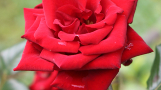 Thumbnail of post image 071