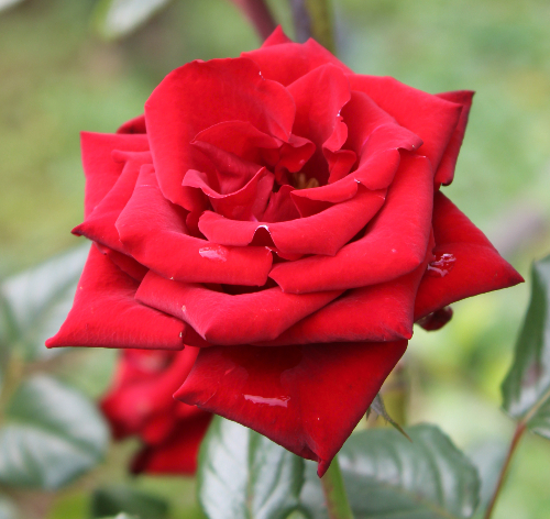 赤系バラ フランソワーズ ゴジャール