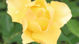 Thumbnail of post image 104