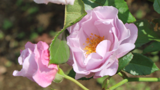 Thumbnail of post image 043